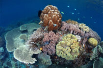 Raja Ampat 7 nights