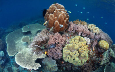 Raja Ampat 7 nights