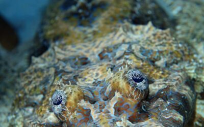 crocodile_fish_palau_h