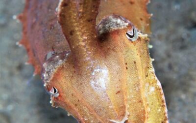 cuttlefish_h