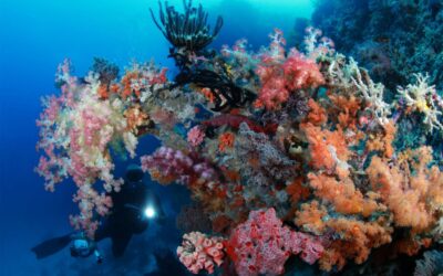 diver_und_corals_raja_ampat_h