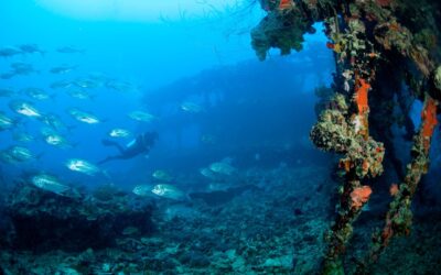 diver_und_wreck_palau_h