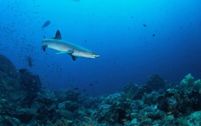 grey_reef_sharks_h