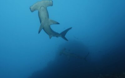 hammerhead_hr