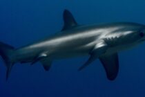 heather_sutton_thresher_shark2_hr