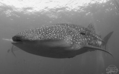 heather_sutton_whale_shark_hr