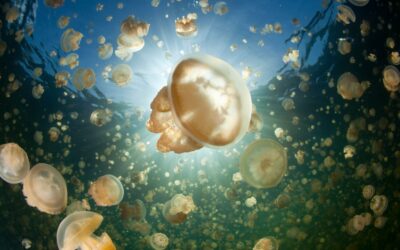 jelly_fish_lake_palau_h