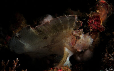 komodo_leaffish