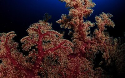 komodo_softcoral