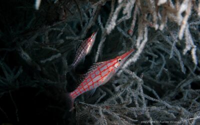 komodolongnosehawkfish