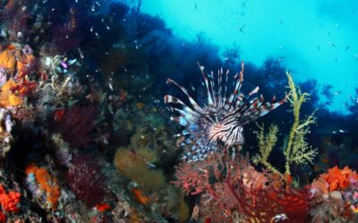 lionfish_1_h