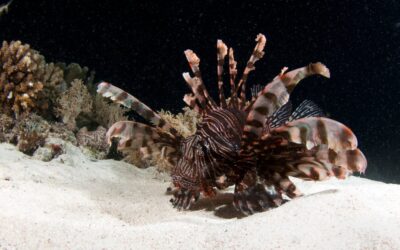 lionfish_h