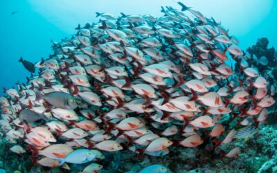 maldives_fish_glen_cowans_hr