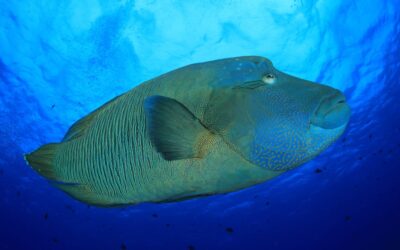 napoleon_wrasse_palau_h