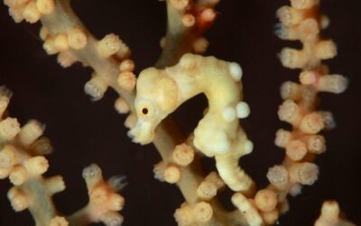 pygmy_seahorse_h