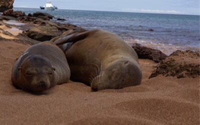 sea_lions_hr