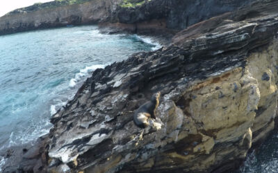 seal_galapagos_island_hr