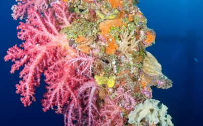 softcoral_mast_sankisan