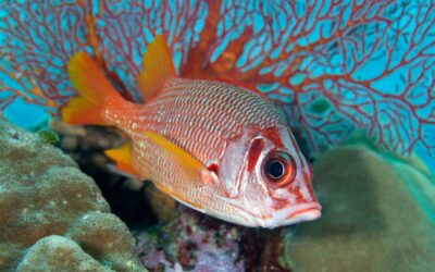 soldier_fish_palau_h