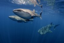 southern-visayas-7-whalesharks