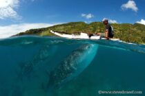 steve_de_neef_whale_shark_lr