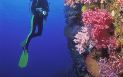 thailand_diver_with_coral_marc_strickland_hr