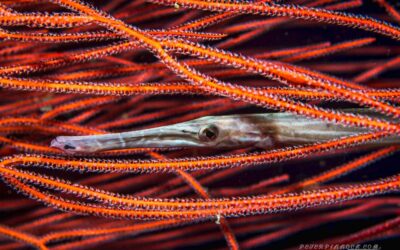 trumpet fish in seawhip Peter Pinnock