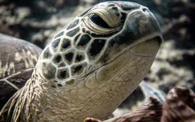 turtle_maldives_the_wanderlovers_hr