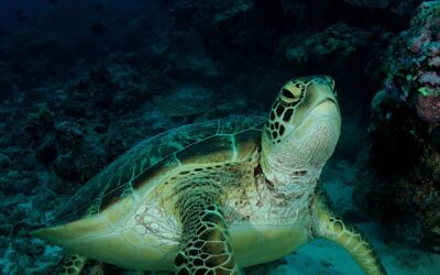 turtle_palau_h