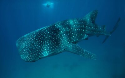 whale shark HR 1