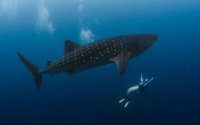 whale_shark_philippines_lr