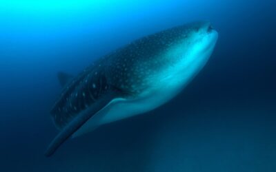 whaleshark_hr