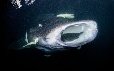 whaleshark_maldives_glen_cowans_hr