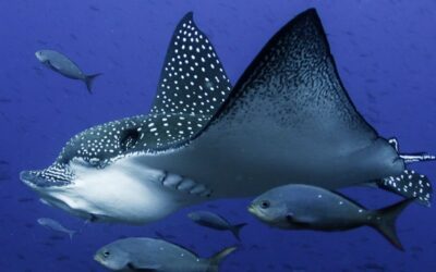 what-to-see-eagle-rays