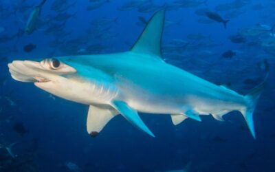 what-to-see-hammerheads