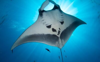 what-to-see-mantas