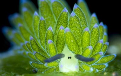 what-to-see-nudibranches