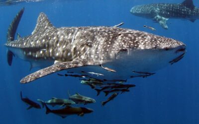 what-to-see-whaleshark