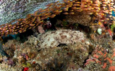 wobbegong_und_glassfish_h