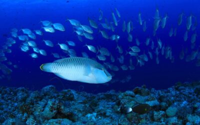 wrasse_palau_h